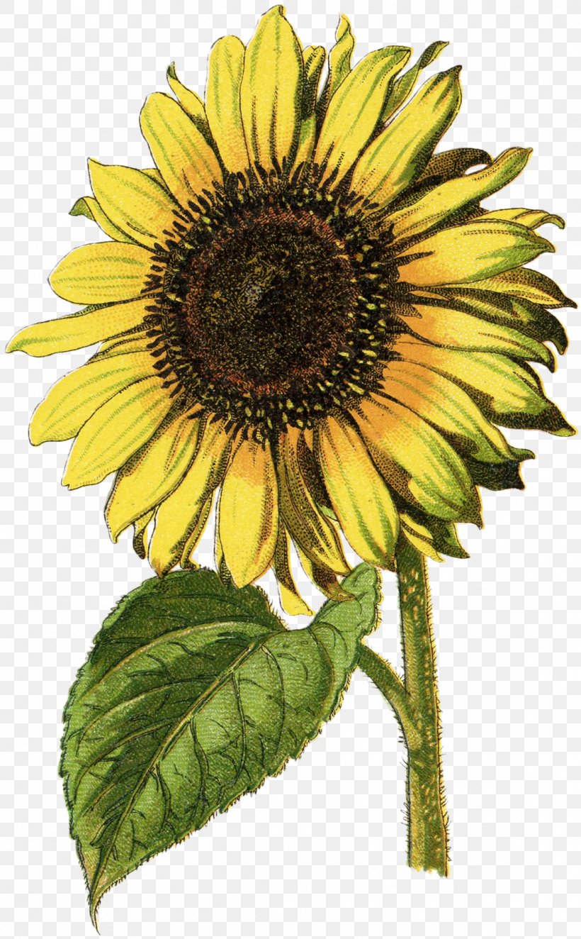 Common Sunflower Sunflower Seed Oak Annual Plant, PNG, 1114x1800px, Common Sunflower, Annual Plant, Daisy Family, Etsy, Flower Download Free