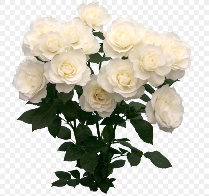 Garden Roses Cut Flowers Cabbage Rose White, PNG, 768x768px, Garden Roses, Artificial Flower, Cabbage Rose, Cut Flowers, Floral Design Download Free