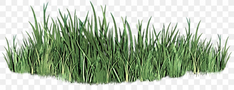 Grass Plant Grass Family Lawn Flowering Plant, PNG, 1000x388px, Grass, Chives, Flowering Plant, Fodder, Grass Family Download Free