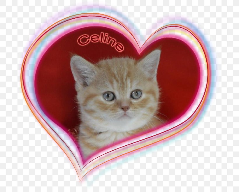 Kitten Domestic Short-haired Cat Whiskers Snout, PNG, 700x659px, Kitten, Carnivoran, Cat, Cat Like Mammal, Domestic Short Haired Cat Download Free
