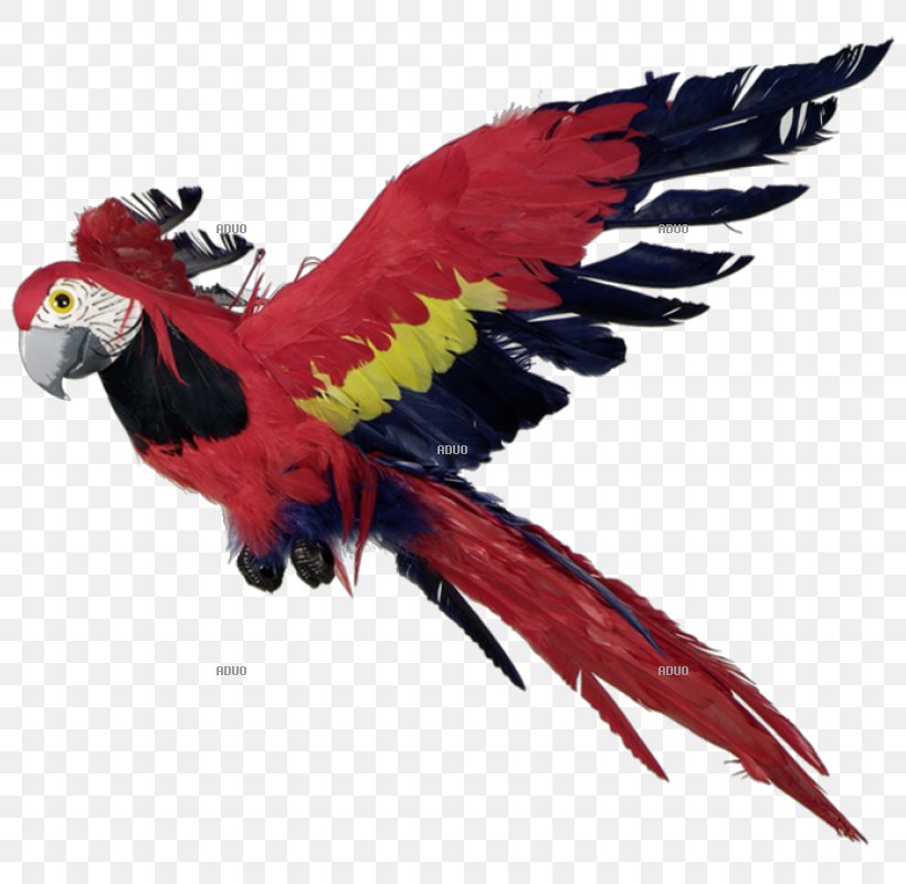 Macaw Parrot Bird Feather Beak, PNG, 800x800px, 7000, Macaw, Animal, Animal Figure, Beak Download Free
