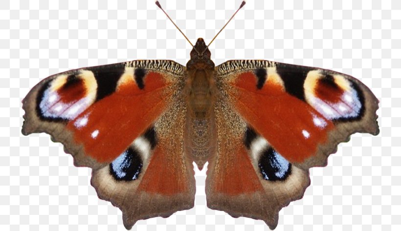 Nymphalidae Butterfly Moth Aglais Io Clip Art, PNG, 736x473px, Nymphalidae, Aglais Io, Arthropod, Brush Footed Butterfly, Butterflies And Moths Download Free