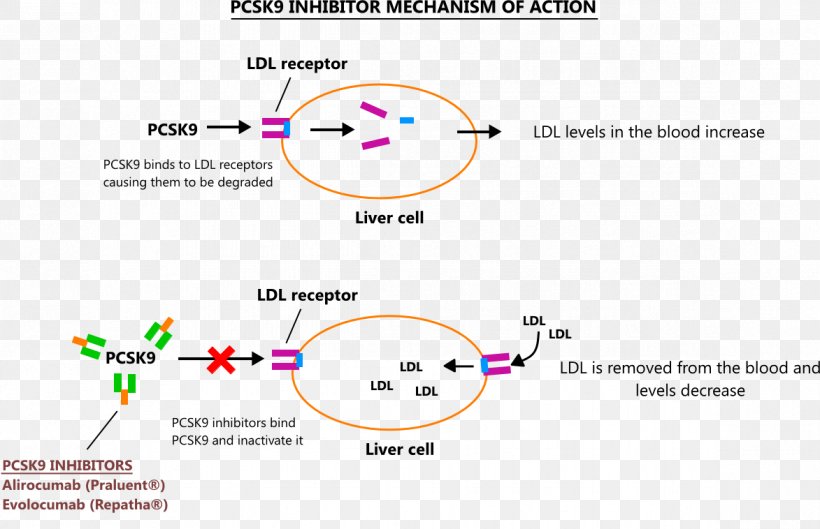 PCSK9 Mechanism Of Action Enzyme Inhibitor Alirocumab Cholesterol, PNG, 1173x758px, Mechanism Of Action, Alirocumab, Area, Cholesterol, Diagram Download Free
