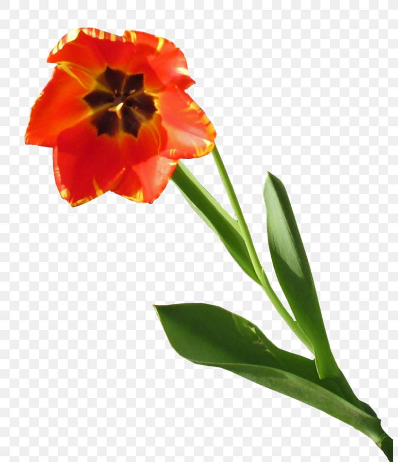 Tulip Cut Flowers Planter Petal, PNG, 800x952px, Tulip, Cut Flowers, Flower, Flowering Plant, Lily Family Download Free