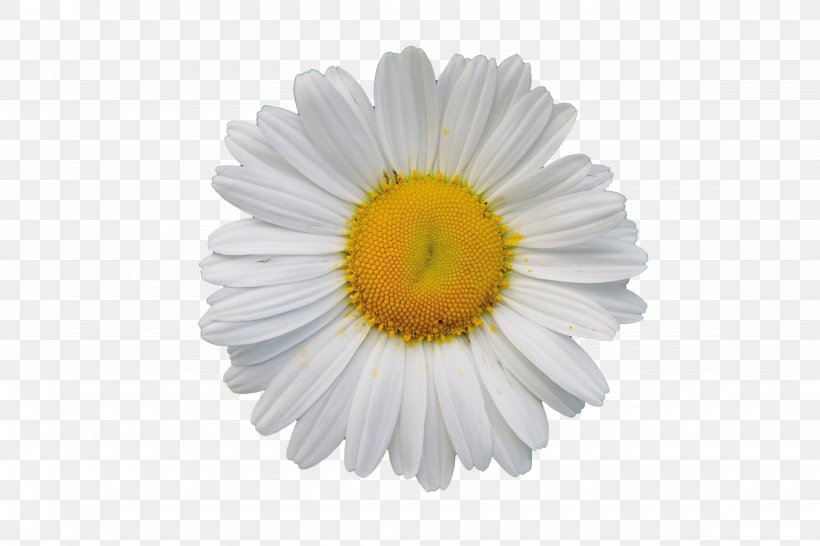 White Download, PNG, 4500x3000px, White, Chart, Chrysanthemum, Chrysanths, Close Up Download Free