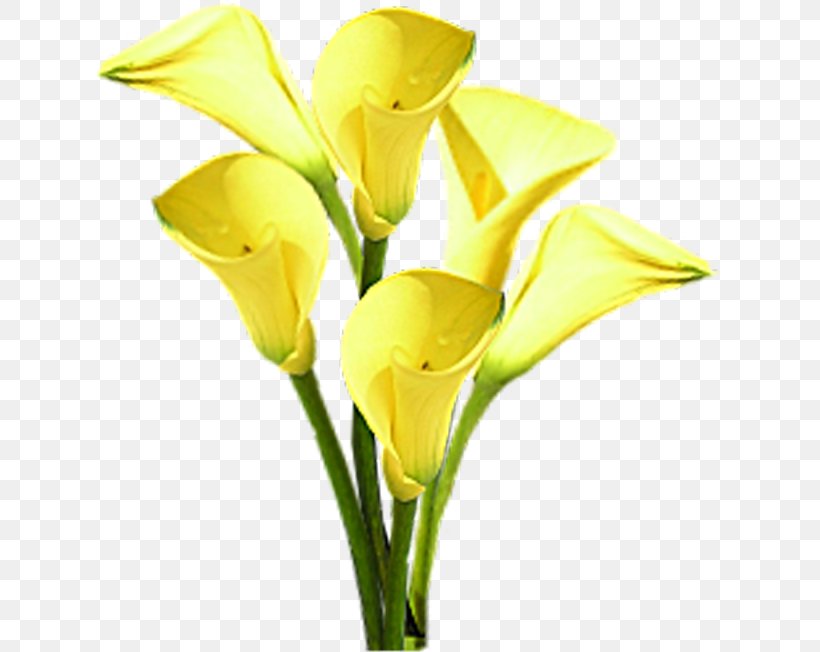 Flower Bouquet, PNG, 625x652px, Flower, Animaatio, Arum, Birthday, Bog Arum Download Free