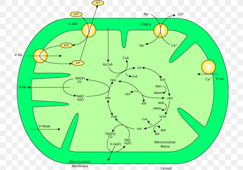 Glycogenolysis Metabolic Pathway Gluconeogenesis Glycolysis Mitochondrion, PNG, 722x574px, Glycogenolysis, Adenosine Triphosphate, Area, Carbohydrate Metabolism, Chemical Reaction Download Free
