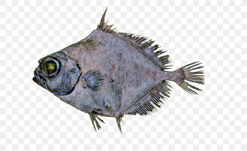 Spiky Oreo Deep Sea Fish Oreosomatidae, PNG, 749x502px, Deep Sea Fish, Animal, Deep Sea, Fauna, Fish Download Free
