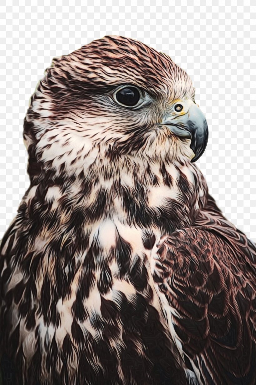 Bird Of Prey Hawk Photography Falcon, PNG, 1000x1500px, Bird Of Prey, Accipitridae, Accipitriformes, Adaptation, Beak Download Free
