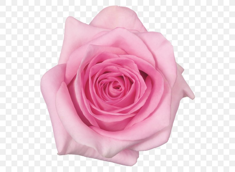 Garden Roses Cabbage Rose Cake Food Pasta, PNG, 600x600px, Garden Roses, Cabbage Rose, Cake, Chocolate, Confectionery Download Free