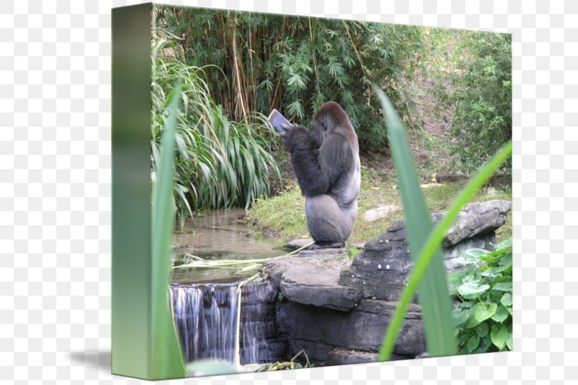 Gorilla Nature Reserve Fauna Wildlife, PNG, 650x547px, Gorilla, Fauna, Grass, Nature, Nature Reserve Download Free