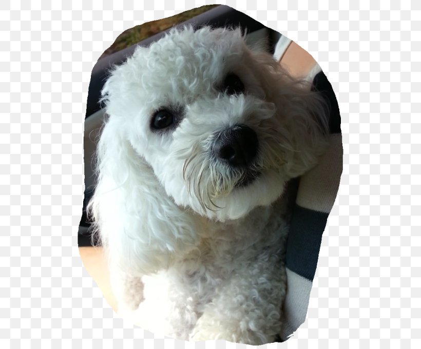 Miniature Poodle Maltese Dog Bolognese Dog Bichon Frise Havanese Dog, PNG, 532x680px, Miniature Poodle, Bichon, Bichon Frise, Bolognese, Bolognese Dog Download Free