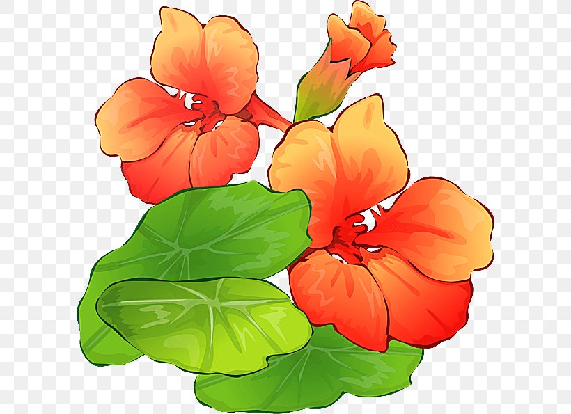 Orange, PNG, 600x595px, Flower, Anthurium, Flowering Plant, Hawaiian Hibiscus, Impatiens Download Free