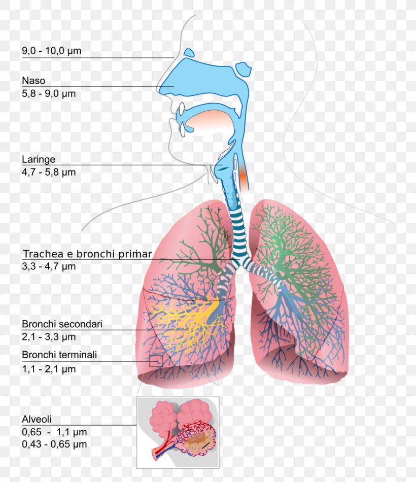 The Respiratory System Lung Diagram Breathing, PNG, 883x1024px, Watercolor, Cartoon, Flower, Frame, Heart Download Free