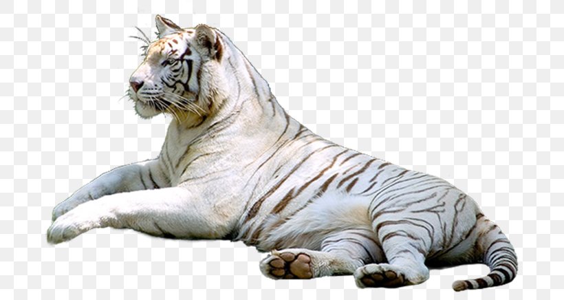Tiger Cat In The Wild, PNG, 700x436px, Tiger, Animal, Big Cats, Blog, Carnivoran Download Free