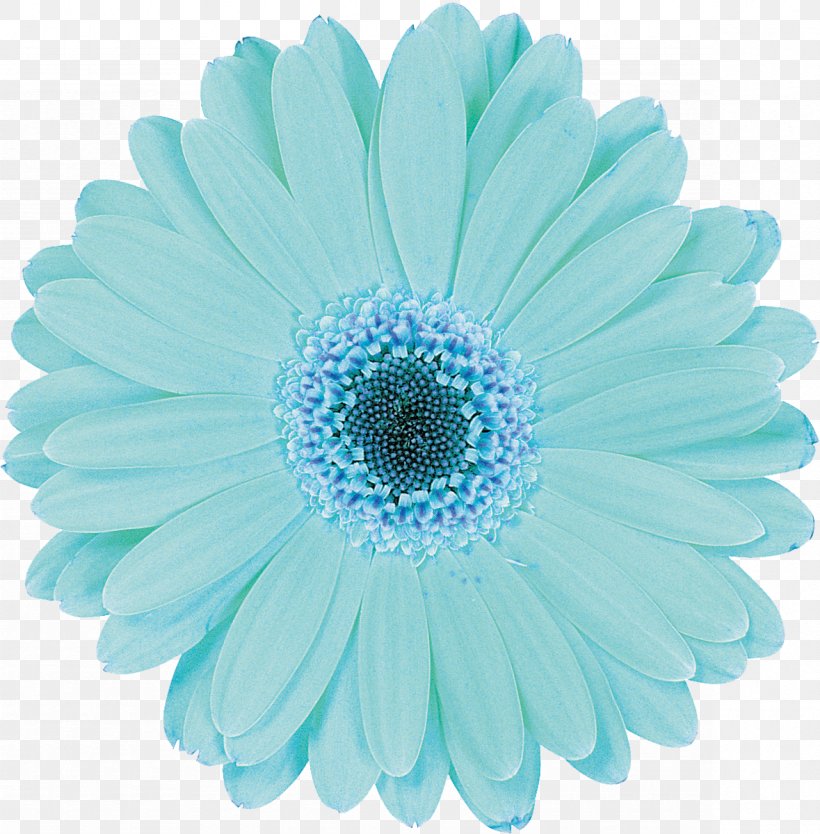 Flower Aqua Baby Shower Blue Photography, PNG, 1179x1200px, Flower, Aqua, Azure, Baby Shower, Blue Download Free