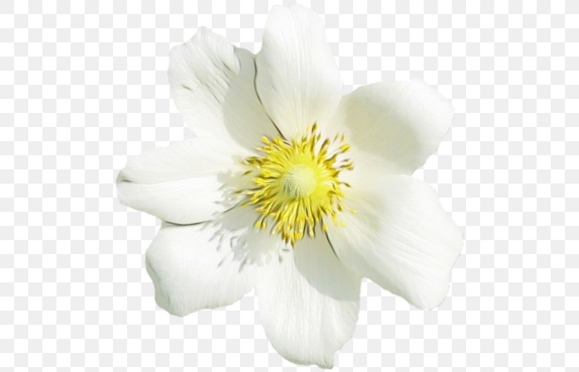 Flower Flowering Plant White Petal Plant, PNG, 500x527px, Watercolor, Anemone, Flower, Flowering Plant, Mock Orange Download Free