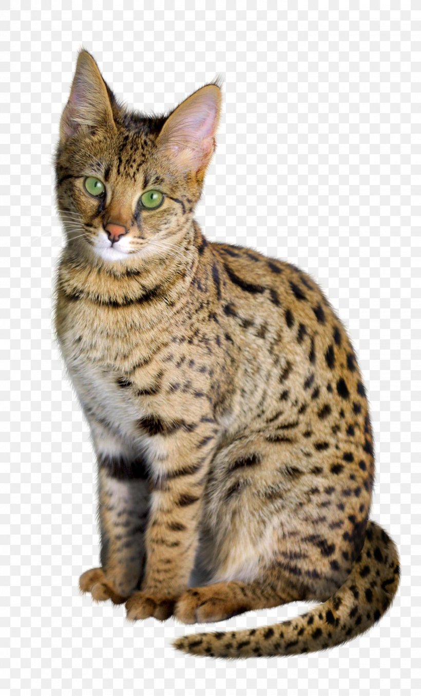 Savannah Cat Bengal Cat Kitten Chausie Exotic Shorthair, PNG, 1440x2379px, Savannah Cat, African Wildcat, Animal, Asian, Bengal Download Free