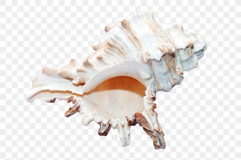 Seashell, PNG, 1280x853px, Seashell, Beach, Clams Oysters Mussels And Scallops, Conch, Conchology Download Free