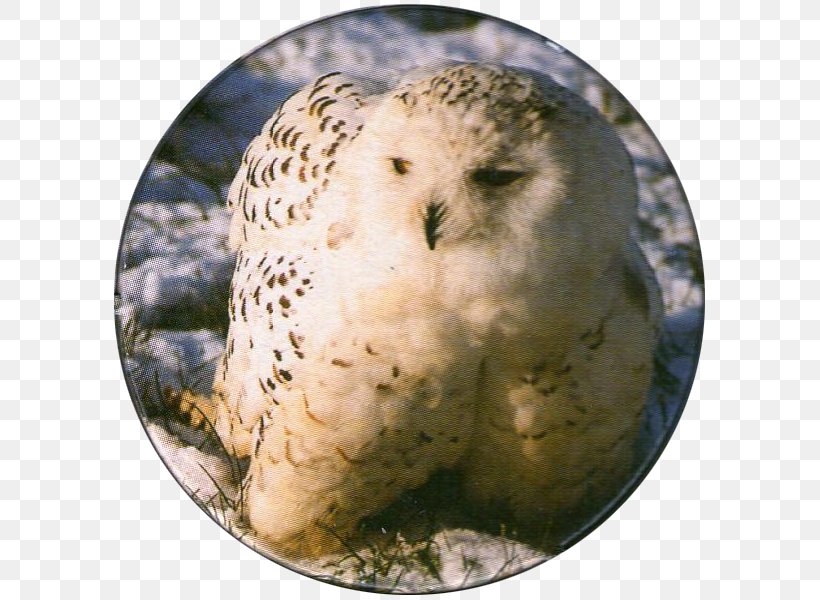 Snowy Owl Bird Of Prey Beak, PNG, 600x600px, Owl, Barn Owl, Beak, Bird, Bird Of Prey Download Free