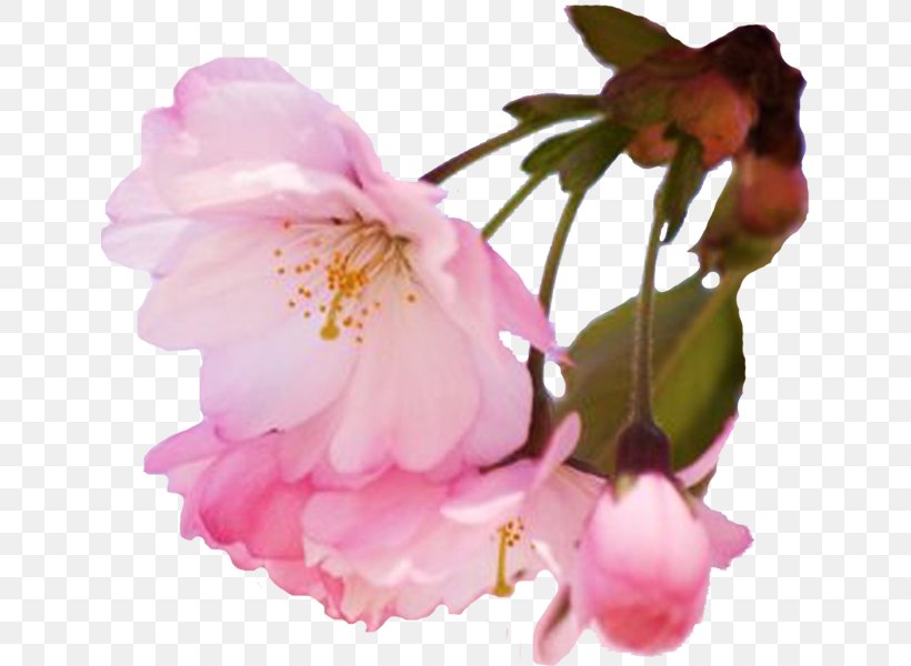 Cherry Blossom Spring Flower Prunus, PNG, 638x600px, Cherry Blossom, Blossom, Branch, Camellia Sasanqua, Cherry Download Free