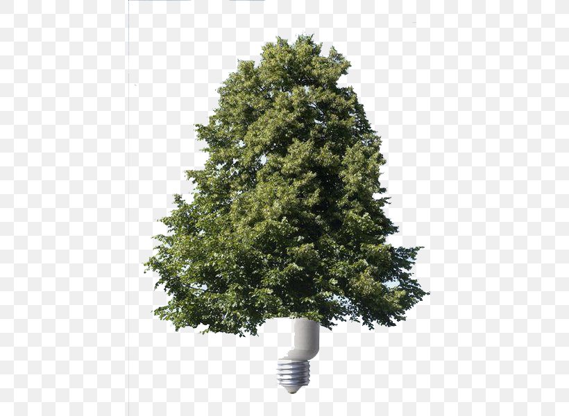Energy Conservation Spruce Renewable Energy, PNG, 450x600px, Energy Conservation, Alternative Energy, Branch, Christmas Tree, Conifer Download Free