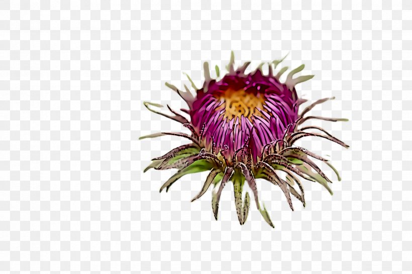 Flower Plant Thistle China Aster Wildflower, PNG, 2448x1632px, Flower, Aster, China Aster, Daisy Family, Passion Flower Download Free