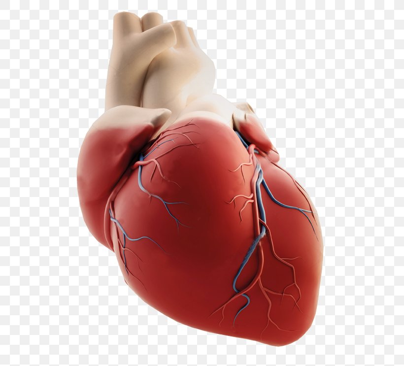 Saaol Heart Center Coronary Arteries Coronary Artery Disease Image, PNG, 549x743px, Watercolor, Cartoon, Flower, Frame, Heart Download Free