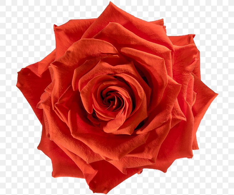 Cabbage Rose Garden Roses Flower Floribunda, PNG, 716x683px, Cabbage Rose, Artificial Flower, Begonia, Blue Rose, Carmine Download Free