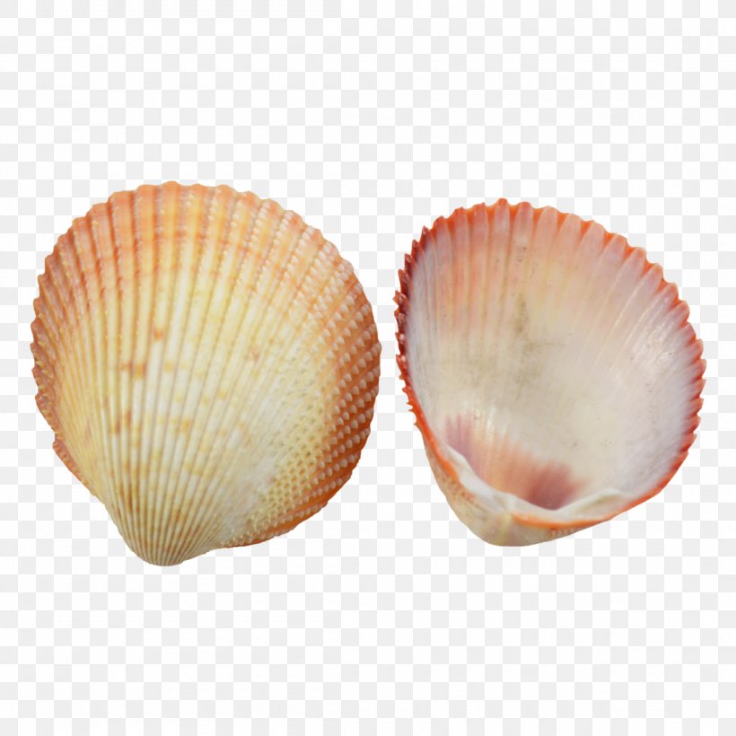 Cockle Clam Seashell Conchology Scallop, PNG, 1100x1100px, Cockle, Clam, Clams Oysters Mussels And Scallops, Conchology, Craft Download Free