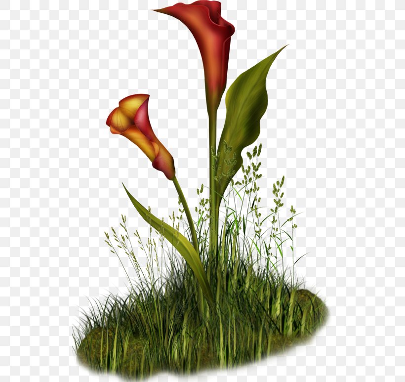 .de Flower .me Clip Art, PNG, 527x773px, Flower, Alismatales, Arum, Arum Family, Bud Download Free