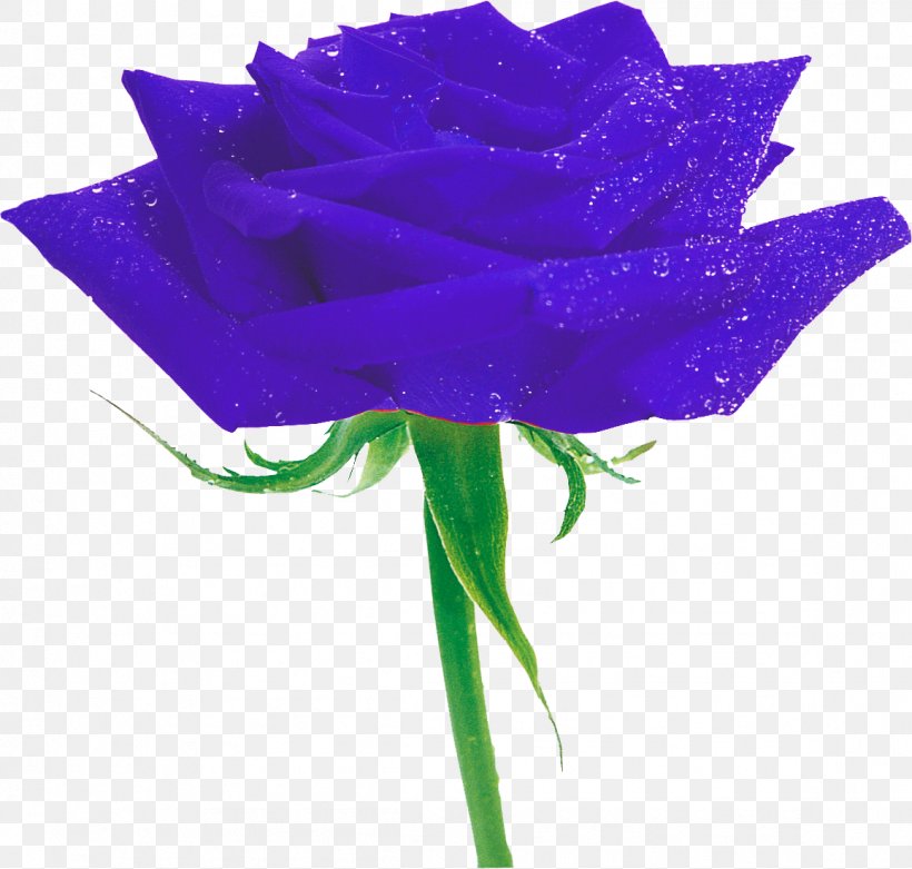 Garden Roses Blue Rose Multiflora Rose Flower, PNG, 1157x1103px, Garden Roses, Blue, Blue Rose, Cabbage Rose, Cobalt Blue Download Free