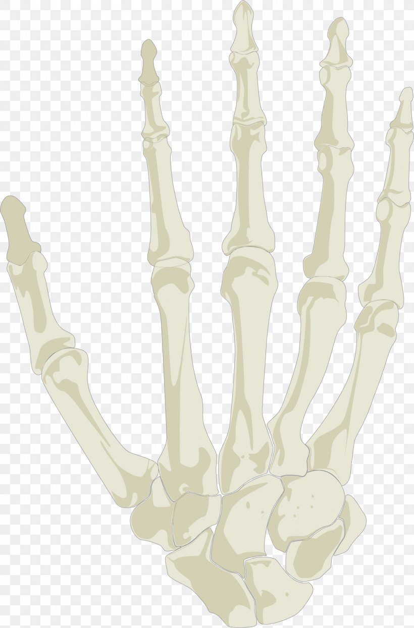 Hand Human Skeleton Skull, PNG, 1458x2214px, Hand, Anatomy, Arm, Bone, Homo Sapiens Download Free
