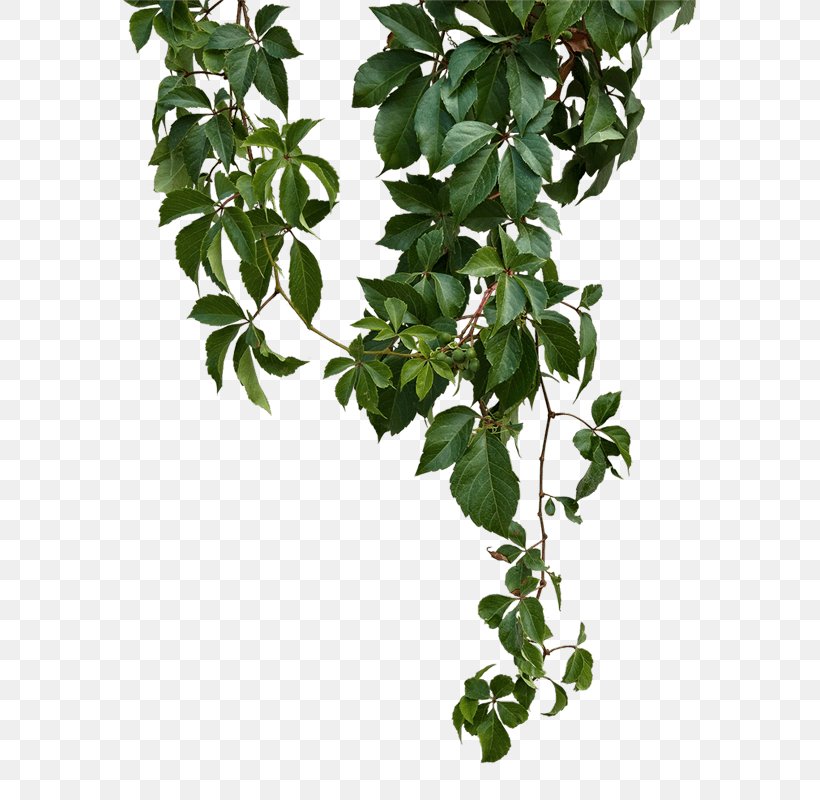 Vine Clip Art Image Plants, PNG, 800x800px, Vine, Branch, Common Ivy, Evergreen, Flower Download Free