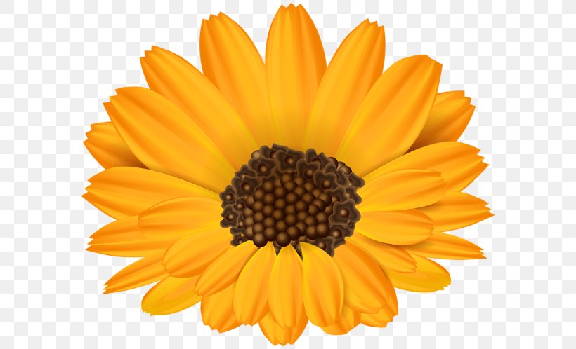 Common Sunflower Stock Photography Clip Art, PNG, 600x498px, Common Sunflower, Calendula, Chrysanths, Common Daisy, Daisy Family Download Free
