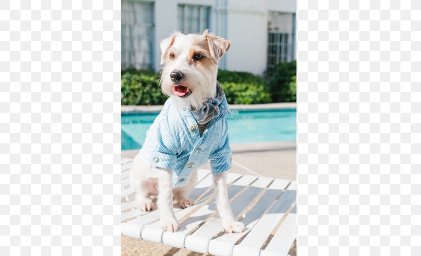 Dog Breed Terrier Companion Dog Dog Clothes, PNG, 500x500px, Dog Breed, Breed, Carnivoran, Clothing, Companion Dog Download Free