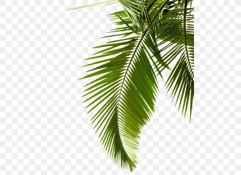 Leaf Palm Trees Image Shrub, PNG, 500x595px, Leaf, Arecales, Branch, Cycad, Drawing Download Free