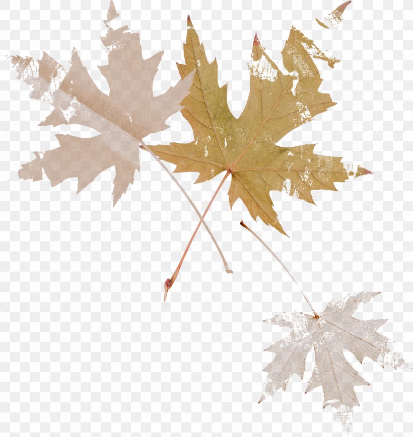 Maple Leaf Autumn Image, PNG, 2359x2500px, Maple Leaf, Autumn, Black Maple, Branch, Deciduous Download Free