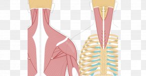 Horse Rectus Capitis Anterior Muscle Splenius Capitis Muscle Equine ...