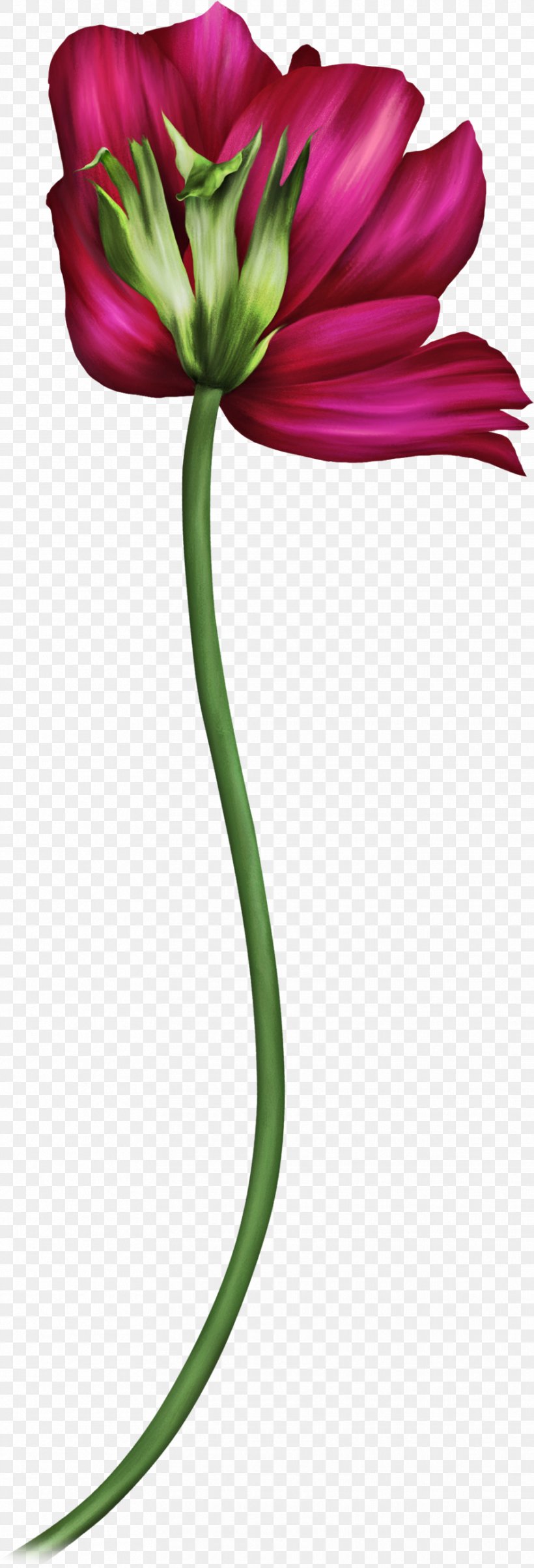Tulip Cut Flowers Petal Child, PNG, 884x2594px, Tulip, Awareness, Child, Cut Flowers, Family Download Free