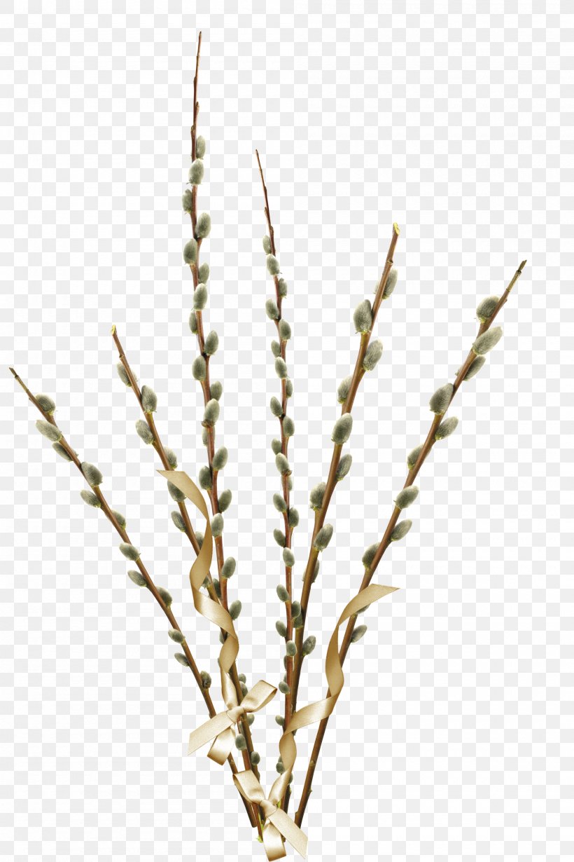 Willow Palm Sunday Clip Art, PNG, 2000x3000px, Willow, Branch, Commodity, Digital Image, Dots Per Inch Download Free