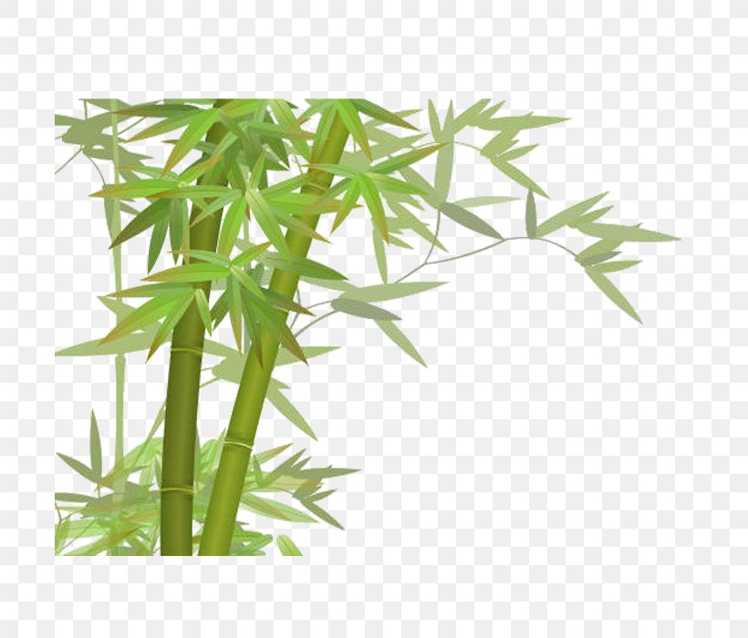 Bamboo, PNG, 700x700px, Bamboo, Animation, Data Conversion, Google Images, Grass Download Free