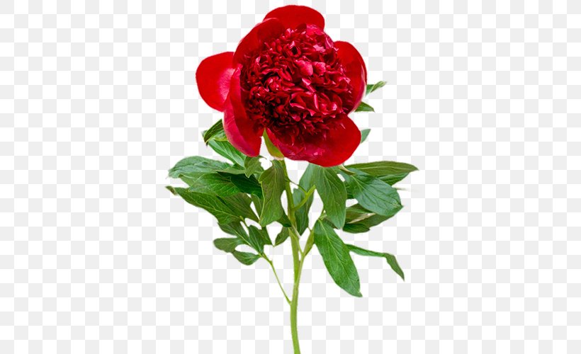 Garden Roses Peony Cut Flowers Flower Bouquet, PNG, 500x500px, Garden Roses, Annual Plant, Aroma, Article, Cabbage Rose Download Free