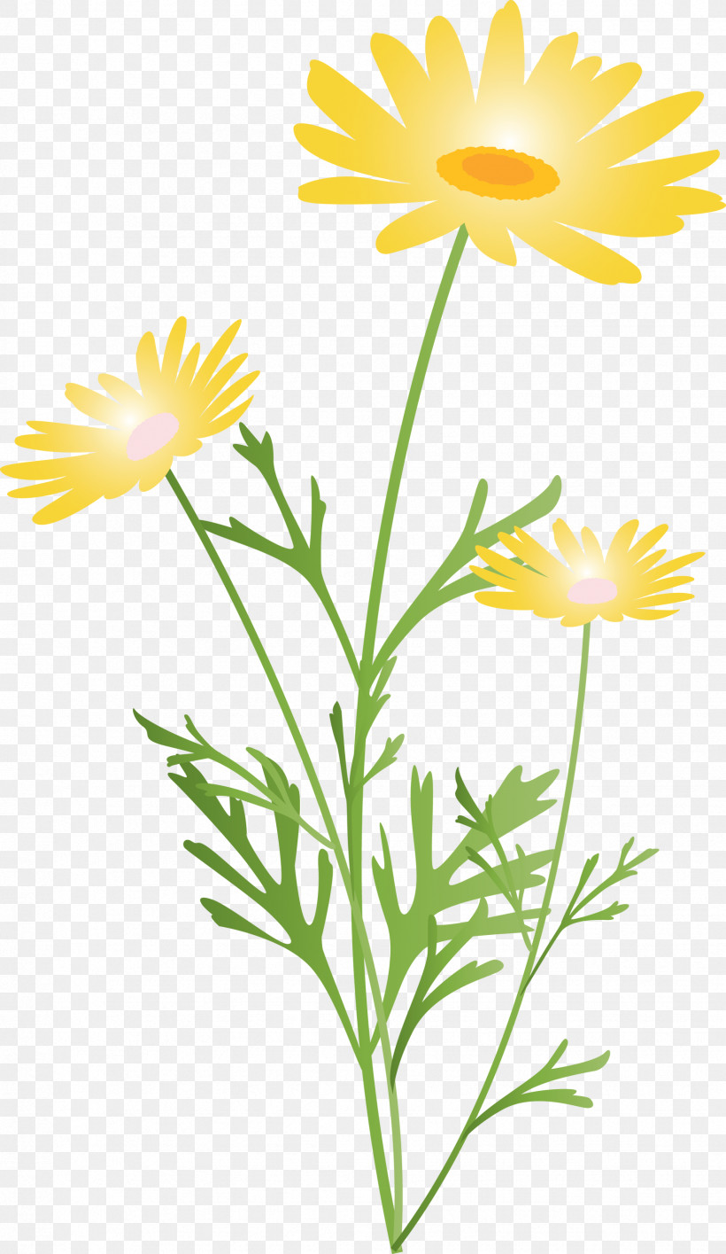 Marguerite Flower Spring Flower, PNG, 1737x2999px, Marguerite Flower, Camomile, Chamomile, Daisy, Daisy Family Download Free