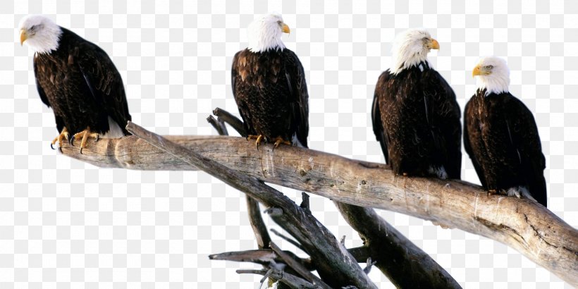 Bald Eagle Bird Of Prey Golden Eagle, PNG, 1920x960px, Bald Eagle, Accipitriformes, Animal, Beak, Bird Download Free