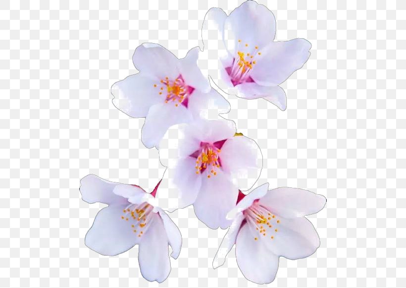 Cherry Blossom Flower Paper, PNG, 500x581px, Blossom, Branch, Cherry, Cherry Blossom, Cut Flowers Download Free