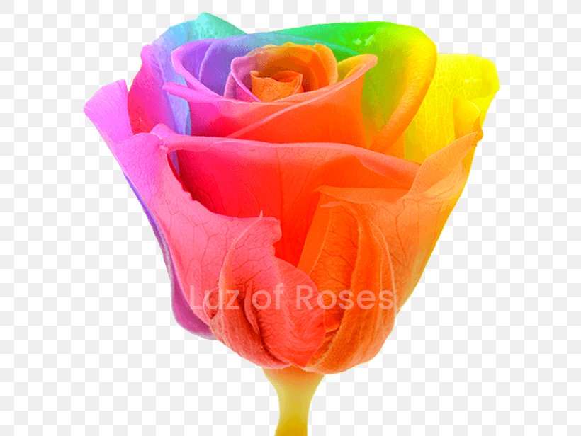 Garden Roses Rainbow Rose Photography Royalty-free, PNG, 600x616px, Garden Roses, Art, Cut Flowers, Flower, Flowering Plant Download Free