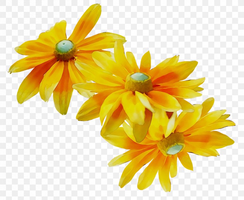 Pot Marigold Yellow Cut Flowers, PNG, 1408x1155px, Pot Marigold, Artificial Flower, Blackeyed Susan, Chrysanths, Cut Flowers Download Free