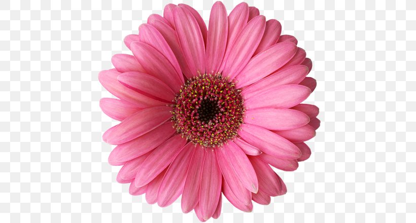 Rose Common Daisy Flower Clip Art, PNG, 700x440px, Rose, Aster, Chrysanths, Common Daisy, Cut Flowers Download Free