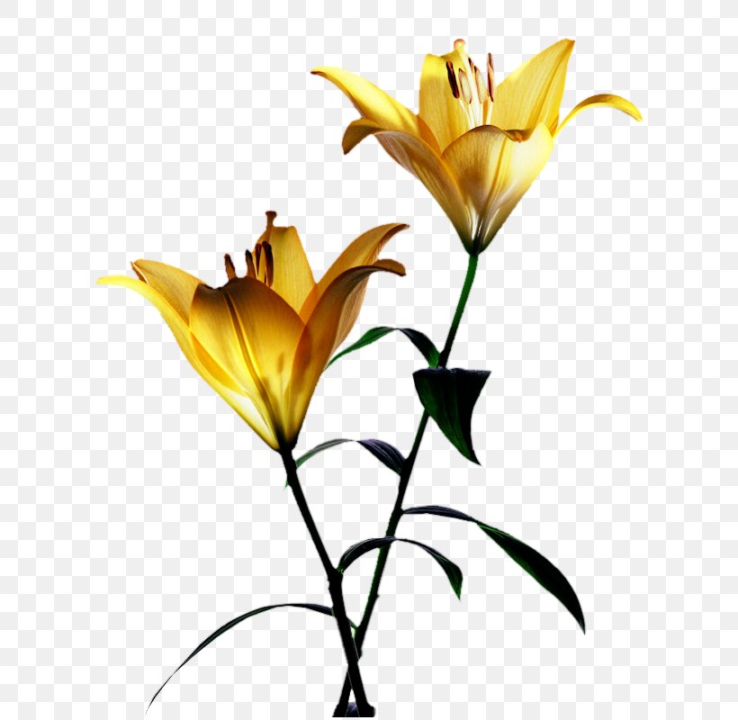 Desktop Wallpaper Yellow Lilium Flower, PNG, 624x800px, Yellow, Branch, Bud, Common Sunflower, Cut Flowers Download Free
